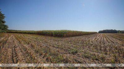 В Беларуси намолочено более 537 тыс. тонн зерна кукурузы