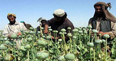 Аналитики: посевы опийного мака в Афганистане сократились на 85%