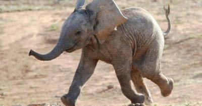 Мотти с большими ушами. Самый редкий слон в мире, который не мог бы появиться в дикой природе
