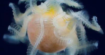 Пришельцы в океане. Ученые идентифицировали существо в виде шара с 1000 загадочных организмов (фото)
