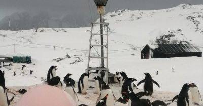 В Антарктиде начался брачный сезон: пингвины пришли к украинским полярникам (фото)
