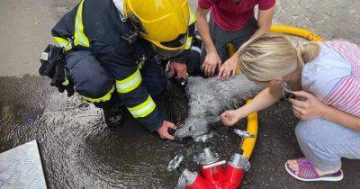 "Каждая жизнь важна": в Ровно спасатели реанимировали собаку, которую вынесли из огня (видео, фото) - focus.ua - Украина - Ровно - Гсчс