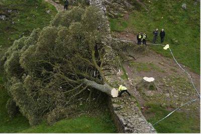 Робин Гуд - В Великобритании вандалы спилили «дерево Робин Гуда» - obzor.lt - Англия - Великобритания