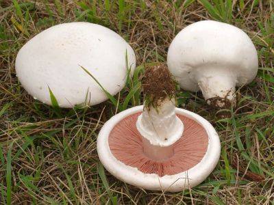 Были похожи на шампиньоны: в Харькове отравились грибами пожилые супруги