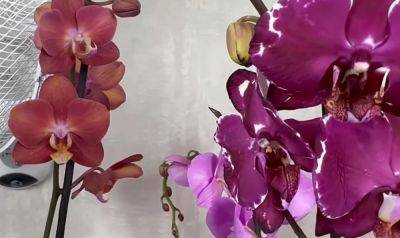 Если есть время и желание: как легко заставить орхидею повторно зацвети перед зимой