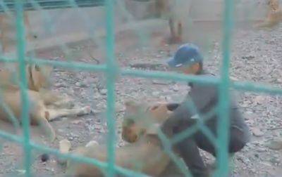 В сафари-парке в Паркенте хозяин грубо обращается с дикими животными. Зоозащитники взяли дело под контроль