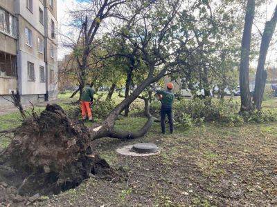 В Харькове вторые сутки убирают поваленные ураганом деревья (фото) - objectiv.tv - Харьков - район Салтовский