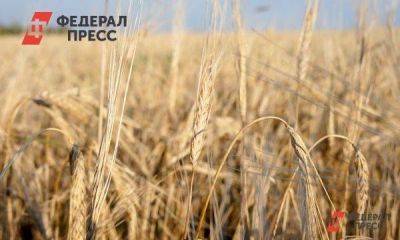 Как погодные аномалии в Омской области сказались на урожае