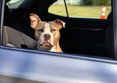 В Чехии хозяевам грозит тюрьма за оставление собаки в машине на жаре