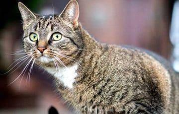 Ученые насчитали у котов почти 300 «выражений лица»