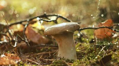 Старинный заговор, который поможет собирать грибы целыми ведрами: его очень просто запомнить