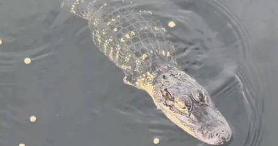 "Подарок" урагана: во Флориде в домашнем пруду плавает аллигатор без передних лап