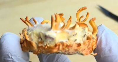 45 млн лет жуткой истории. Мужчина вырастил зомби-гриб, питающийся его кровью и плотью (видео)