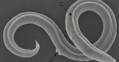 Пробуждение зомби. Ученые "воскресили" червей, проспавших в вечной мерзлоте последние 46 000 лет
