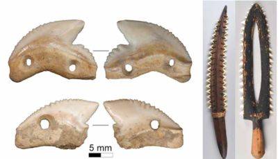 В Индонезии нашли ножи с зубами акулы старше 7 тысяч лет - фото