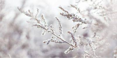 Вільям Бернс - Теплая или холодная зима: синоптик поделилась первыми прогнозами ученых - nv.ua - Украина