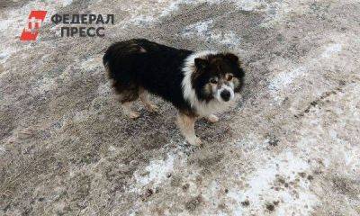 В Екатеринбурге растет число бродячих собак: виноваты санкции