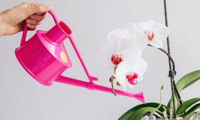 Поможет чесночная вода: как заставить орхидеи цвести в два раза пышнее