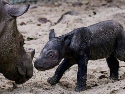 В Индонезии родился суматранский носорог: у вида есть надежда на продолжение существования - unn.com.ua - Украина - Киев - шт. Огайо - Индонезия - Twitter
