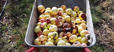 Не вздумайте их выбрасывать: что нужно сделать с гнилыми и опавшими яблоками