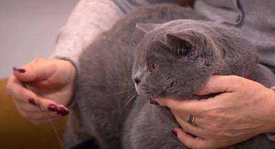 Как вывести кошачий запах: названы домашние средства, которые могут помочь