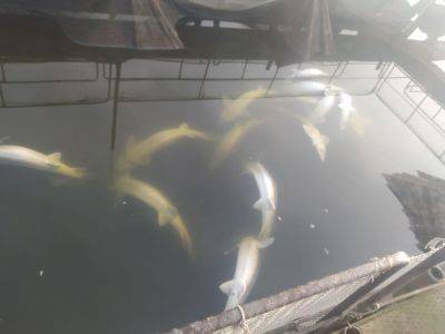 Экологическая катастрофа - в Ладыжине погибла редкая рыба из-за загрязнения воды - фото