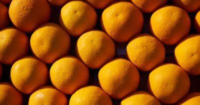Первый апельсин на Земле. Ученые рассказали, где 8 млн лет назад впервые появились цитрусовые - focus.ua - Китай - Украина - Австралия - Ухань