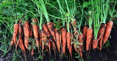 Польза и вред моркови: как лучше употреблять овощ