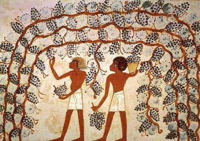 В Египте в гробнице царицы Меритнейт нашли кувшины с вином возрастом 5 тыс. лет – фото - apostrophe.ua - Украина - Египет - Находки
