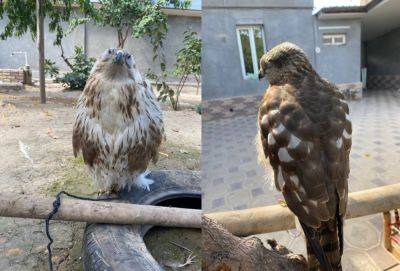 Вперед в Средневековье! В Ташкенте продают хищных птиц с зашитыми глазами