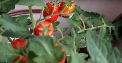 Зимой вам будут все завидовать: как вырастить помидоры на окне и как за ними ухаживать