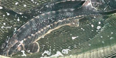 За ночь погибло 9 тонн рыбы. Из-за экологической катастрофы уничтожено уникальное стадо племенного азовского осетра в Украине — фото