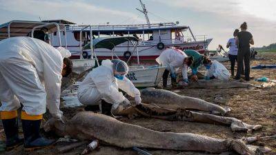Массовая гибель исчезающих речных дельфинов в Амазонии