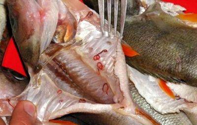 В нашей рыбе паразитов нет: в СЭС прокомментировали слухи о появлении описторхоза в Узбекистане