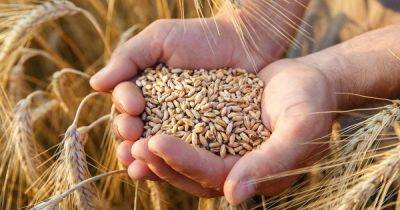 Украина приостановила свои "зерновые" жалобы
