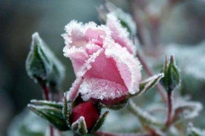 Вы об этом знали? Почему некоторые розы лучше вообще не укрывать на зиму