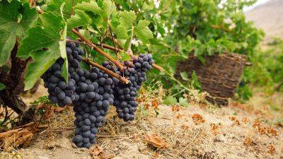 Чем и когда подкормить виноград осенью – советы садоводам