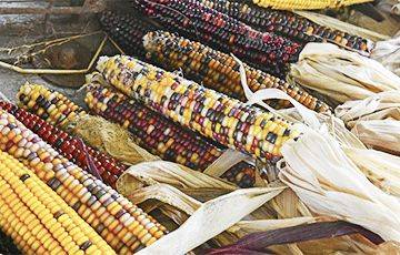 В Минске продают черную и красную кукурузу