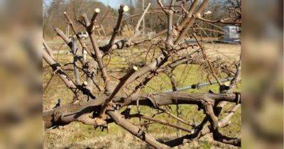 Урожая не ждите: пять самых распространенных ошибок при осенней обрезке винограда