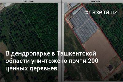 В дендропарке в Ташкентской области уничтожено почти 200 ценных деревьев