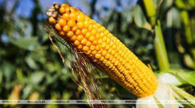 Эксперты рассказали, сколько белорусские фермеры могут заработать на выращивании кукурузы