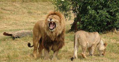 Монстры под кроватями животных. В Африке есть хищник, вселяющий больше страха, чем львы (видео)