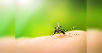 Сотни комаров в саду: простые секреты, как замедлить их размножение