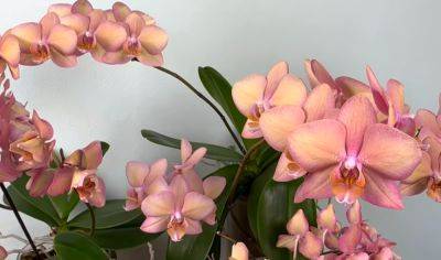 Цветочный Айболит: как вылечить поврежденную орхидею и заставить заново ее цвести