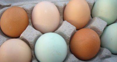 Мало кто знает, чем отличаются цветные яйца: какие выгоднее покупать