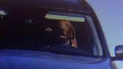 Собака за рулем. В Словакии оштрафовали владельца машины, посадившего в водительское кресло своего питомца