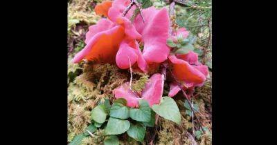 Как будто розовый цветок: в Карпатах нашли чудо-гриб, из которого можно делать цукаты (фото)