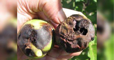 Борьба с ореховой плодожоркой: эти советы помогут избавиться от вредителя