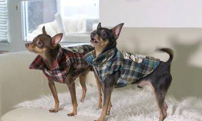 Готовьтесь раскошелиться на гардероб: названы породы собак, которым нужна зимняя одежда