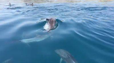 Даже животные не выдерживают: в озере погибли 150 розовых дельфинов из-за аномальной жары - подробности